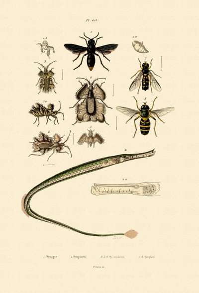 Nagy Pipefish, 1833-39 alkotó: French School